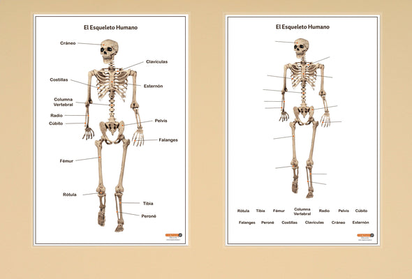 Material Didáctico Educativo - El Esqueleto Humano